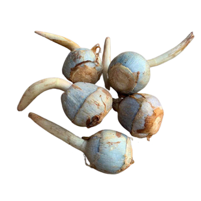 云南现挖新鲜白茨菇粉糯慈姑农家大茨菰白马蹄荸荠蔬菜芽菇火锅菜