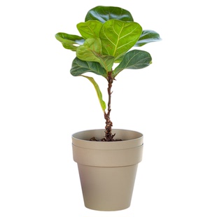 虹越嘉伯瑞花盆塑料耐用家用带托盘白色塑料花盆小号霍恩种植花盆