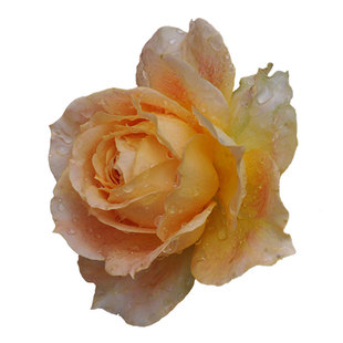 欧月超大花浓香焦糖古董月季新款庭院多季盆栽切花淡香花卉小苗