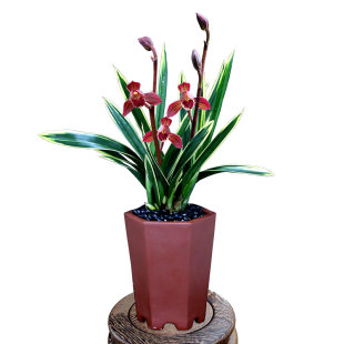 翁源兰花高端墨兰艺草东方红神荷四季建兰台北小姐红花带花香盆栽