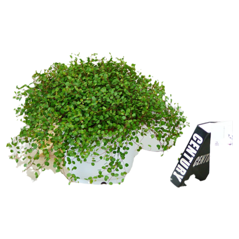 千葉吊蘭盆栽大顆垂吊植物烘焙蛋糕裝飾室內(nèi)陽臺好養(yǎng)綠植四季常青