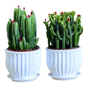 万重山光棍树多肉植物组合小盆栽绿植花卉办公室内桌面仙人掌招财