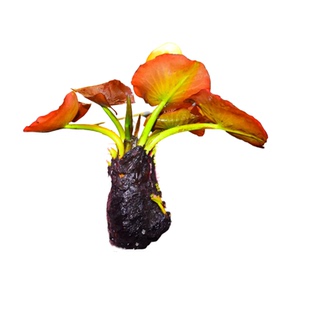 活体水草红荷根睡莲红虎四色虎睡莲一叶莲淡水草后景草好养不怕冷