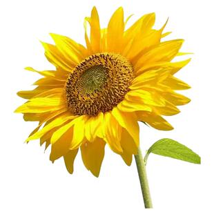 向日葵种孑四季播种高矮杆观赏室外阳台盆栽花种子庭院食用葵花籽