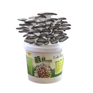 可食用蘑菇种植包家庭儿童种植小盆栽迷你养植物观察幼儿园小学生