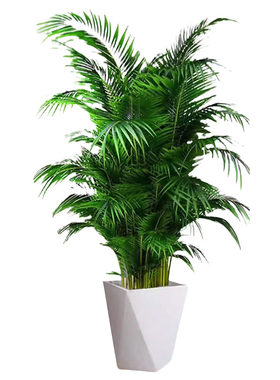 【送货上门】散尾葵植物大型盆栽
