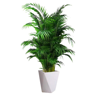 【送货上门】散尾葵植物大型盆栽