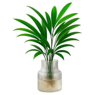 水培金山棕竹绿植物盆栽招财富贵竹办公室内桌面观音竹耐阴好养活