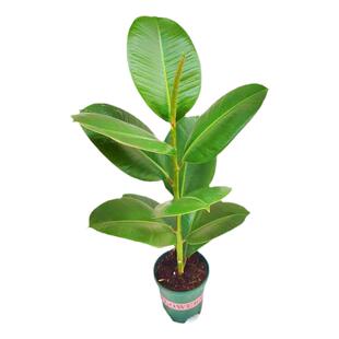 绿金刚 黑金刚花叶橡皮树大叶盆栽绿植室内橡皮树客厅大盆栽植物