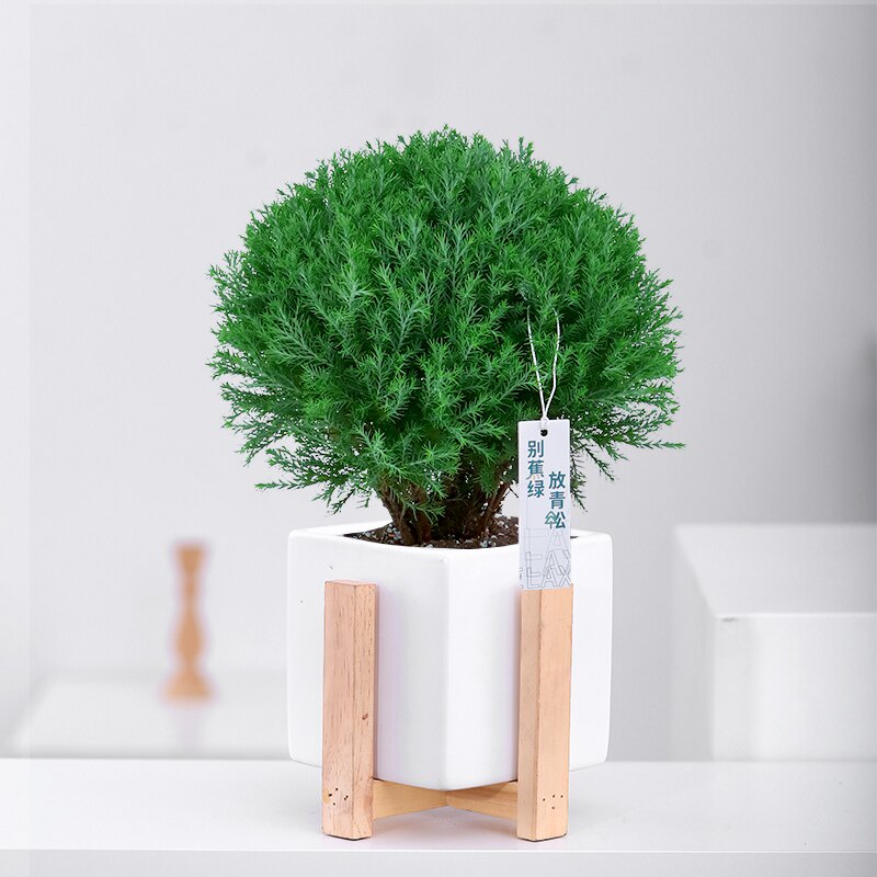 心森岚雾凇招财桌面老桩绿植小盆景室内办公室雾松放青松植物盆栽