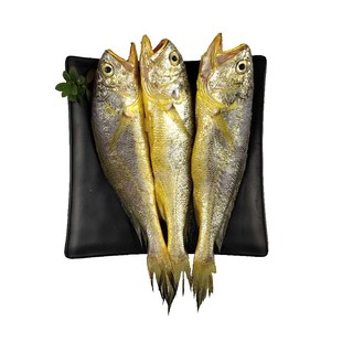 舟山野生小黄鱼新鲜鲜活冷冻东海大黄花鱼海捕海鱼海鲜水产3斤/份