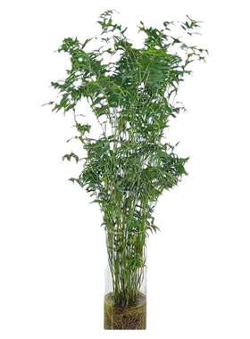 丛生凤尾竹盆栽竹子庭院观赏植物微型盆景米竹苗室内阳台四季常青