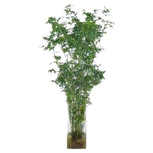 丛生凤尾竹盆栽竹子庭院观赏植物微型盆景米竹苗室内阳台四季常青