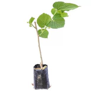白长果桑葚树苗香金葚果苗特大号耐寒北方南方食用养蚕当年结果苗