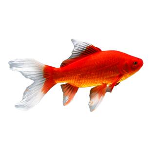 不用打氧的金鱼好养耐活草金鱼淡水冷水观赏鱼自来水活鱼锦鲤鱼苗