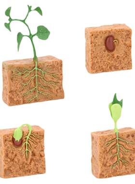 植物生长过程实心大豆成长阶段
