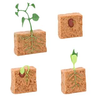 儿童科教玩具仿真动物植物生长过程模型种子实心大豆成长周期早教