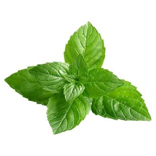 薄荷种子种籽可食用室内植物驱蚊草薄荷叶盆栽花卉薄荷苗种孑籽种