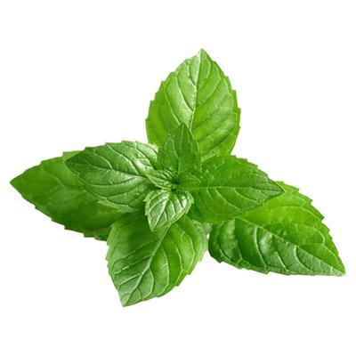 薄荷种子种籽可食用室内植物驱蚊草薄荷叶盆栽花卉薄荷苗种孑籽种