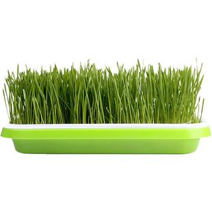 猫草水培猫草种子种植套装猫咪化毛膏去毛球猫草种籽猫零食猫薄荷