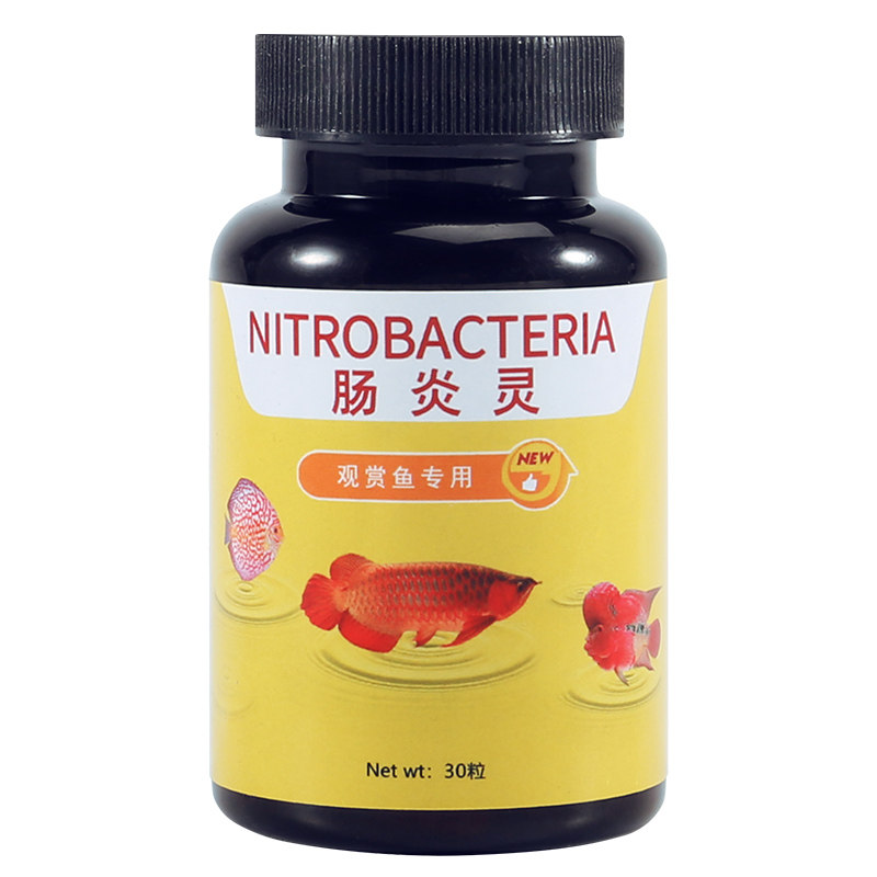 观赏鱼肠炎病锦鲤鱼拉白便土霉素鱼药治疗鹦鹉鱼失衡厌食腹胀腹水