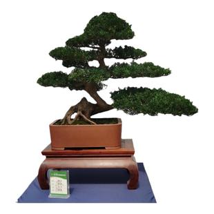 盆景罗汉松盆栽小叶雀舌黑珍珠绿植花卉室内造型树苗老桩阳台常青