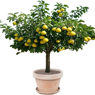 特大秋月梨树果苗果树大树砀山梨皇冠翠冠嫁接南北方四季种植庭院