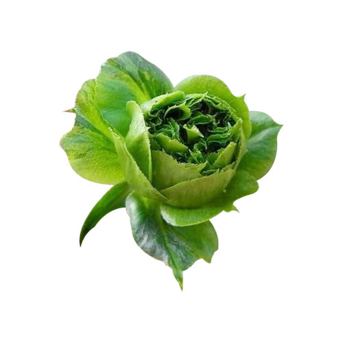 海蒂的花园  结绿珍微月直立月季绿色多季开花花量大花卉植物盆栽