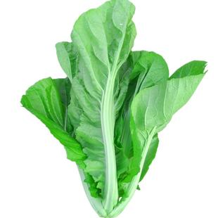 大叶芥菜种籽酸菜种宽叶厚肉芥菜种子秋季种植农家青菜籽蔬菜种孑