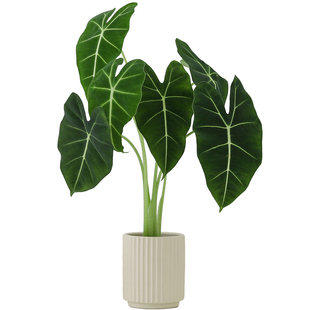 绿天鹅绒海芋盆栽客厅植物办公室内桌面绿植懒人好养花卉盆景送礼