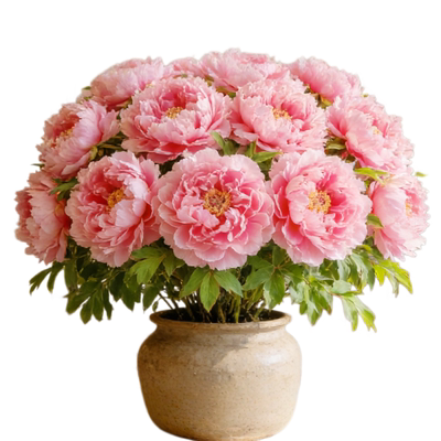 牡丹花四季重瓣花苗庭院老桩