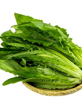 农家四季耐热盆栽油麦菜种子