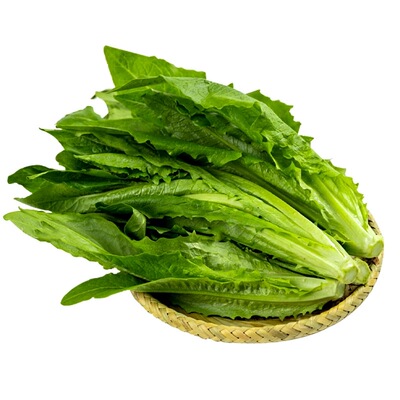 农家四季耐热盆栽油麦菜种子