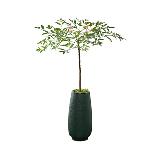 南天竹盆栽室内盆景庭院古风客厅办公室观叶造景桌面好养绿植摆件