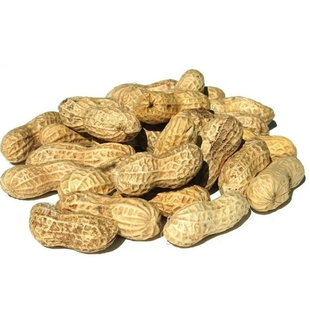 山东高产原种薄壳丰花花生种子种籽黑带壳红皮花生米孑大粒新品种