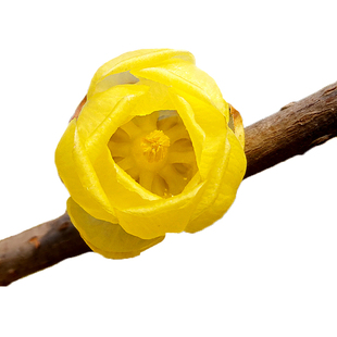 鄢陵腊梅正宗素心【磬口】腊梅花树盆栽苗浓香阳台庭院盆景带花苞