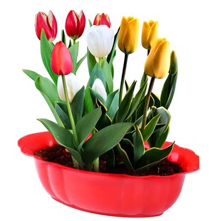 进口郁金香种球五度球单重瓣花种子球根苗水培土培盆地栽荷兰批发