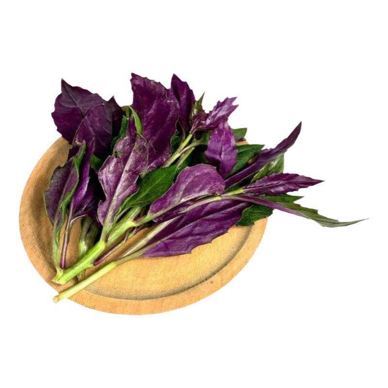正宗紫背菜秧苗观音菜四季高产