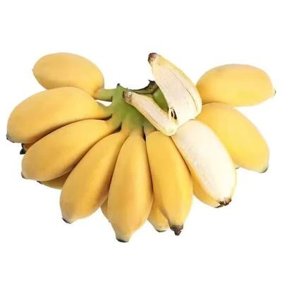广西小米蕉当季新鲜孕妇水果