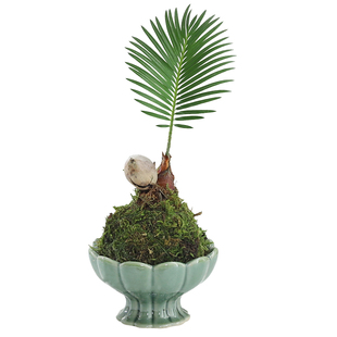 七里香盆栽室内好养活花卉绿植迷你苔藓球九里香四季常青植物盆景