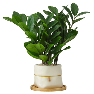 金钱树盆栽植物办公室内工位桌面懒人好养绿植花卉盆景送礼发财树