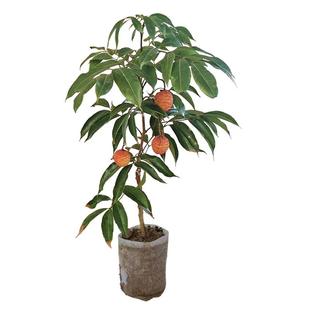 荔枝树苗嫁接仙进奉早熟妃子笑桂味荔枝苗南方庭院盆栽地栽带土