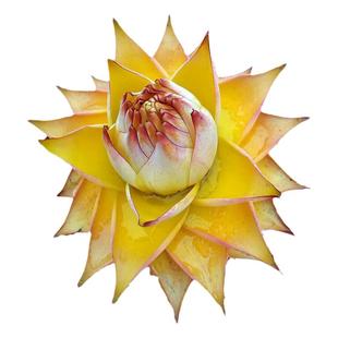 云南地涌金莲带花苞苗盆栽巨型花卉绿植观赏药用大花植物易栽包活