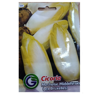 软化菊苣种子种籽孑根四季家庭盆栽苗阳台素菜食用红苣菊蔬菜子菜