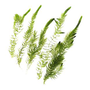 金鱼藻水草金鱼草造景观赏好养耐活斗鱼小鱼虾增氧水培净化水质