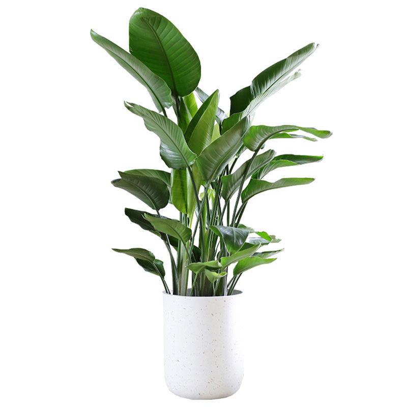 天堂鸟绿植客厅大型物办公