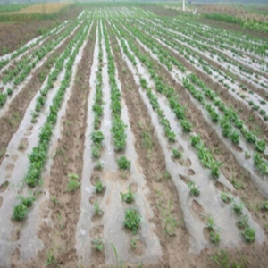 厂促保护育秧地c模土工膜农用薄膜地膜种菜黑白保湿黑地蔬菜实品