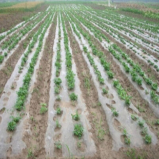 厂促保护育秧地c模土工膜农用薄膜地膜种菜黑白保湿黑地蔬菜实品