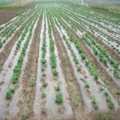 厂促保护育秧地c模土工膜农用薄膜地膜种菜黑白保湿黑地蔬菜实品