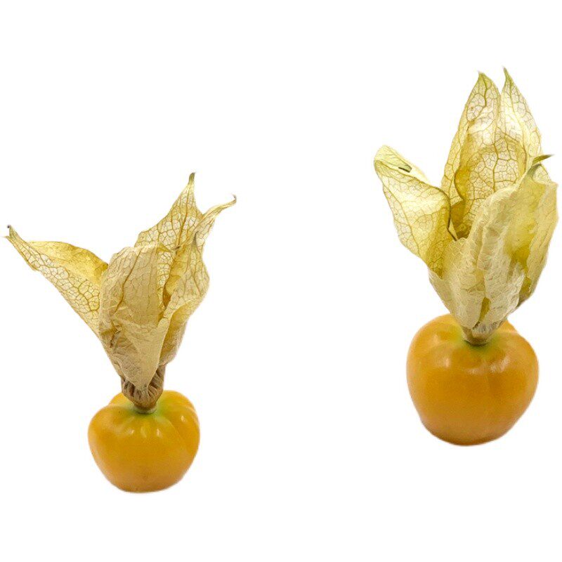 新鲜灯笼果 姑娘果  酒店冷艺摆盘鲜花 日料摆盘装饰点缀花草